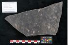 Foto (Objekt + Etikett) von Haastia speciosa Ettingshausen (NHMW-GEO-2024-0188-10213)